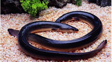 Thousand Tons Of Eels "Swim" Abroad